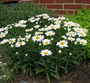 Kopretina velkokvětá 'Alaska' - Leucanthemum x superbum 'Alaska'