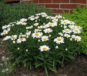 Kopretina velkokvětá 'Alaska' - Leucanthemum x superbum 'Alaska'