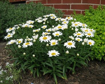 Kopretina velkokvětá 'Alaska'