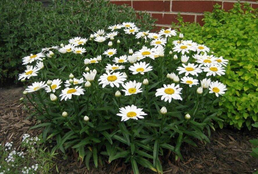 Kopretina velkokvětá 'Alaska' - Leucanthemum x superbum 'Alaska'