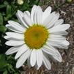 Kopretina velkokvětá 'Alaska' - Leucanthemum x superbum 'Alaska'