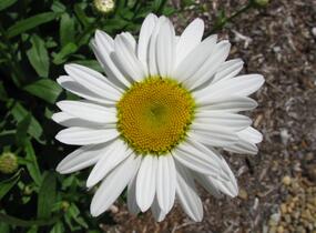 Kopretina velkokvětá 'Alaska' - Leucanthemum x superbum 'Alaska'
