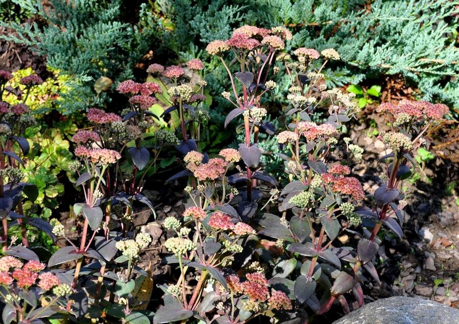 Rozchodník nachový 'Xenox Rainbow' - Sedum telephium 'Xenox Rainbow'