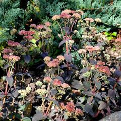 Rozchodník nachový 'Xenox Rainbow' - Sedum telephium 'Xenox Rainbow'