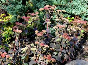 Rozchodník nachový 'Xenox Rainbow' - Sedum telephium 'Xenox Rainbow'