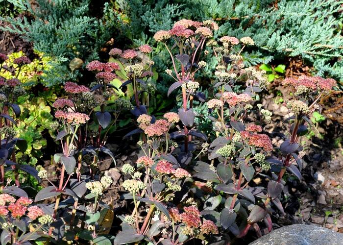 Rozchodník nachový 'Xenox Rainbow' - Sedum telephium 'Xenox Rainbow'