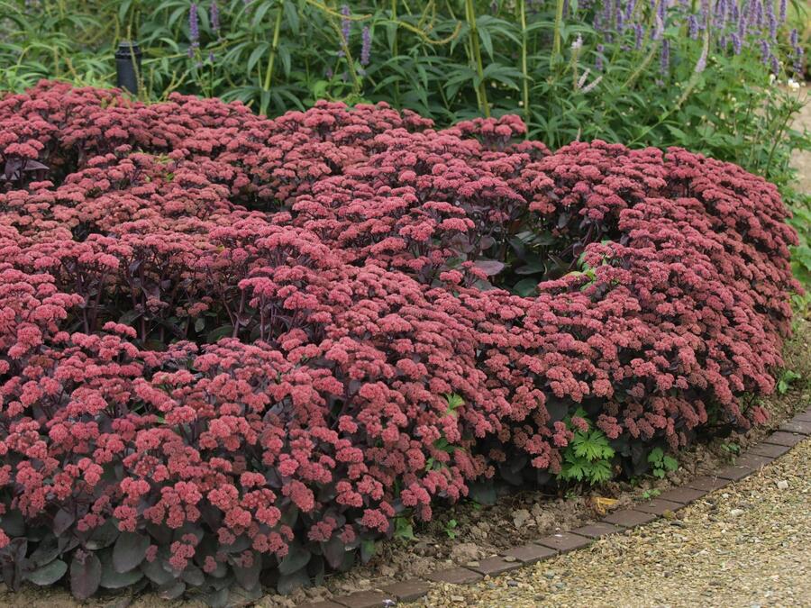 Rozchodník nachový 'Red Cauli' - Sedum telephium 'Red Cauli'