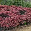 Rozchodník nachový 'Red Cauli' - Sedum telephium 'Red Cauli'