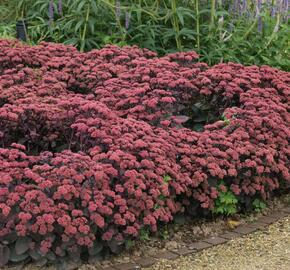 Rozchodník nachový 'Red Cauli' - Sedum telephium 'Red Cauli'