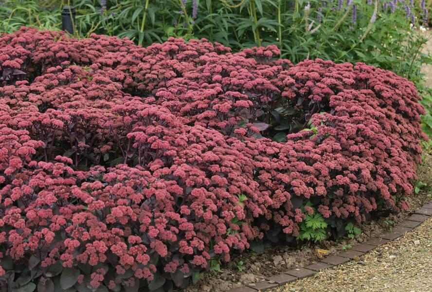 Rozchodník nachový 'Red Cauli' - Sedum telephium 'Red Cauli'