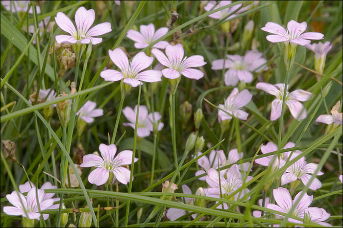 Hvozdíček lomikamenovitý - Petrorhagia saxifraga