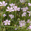 Hvozdíček lomikamenovitý - Petrorhagia saxifraga