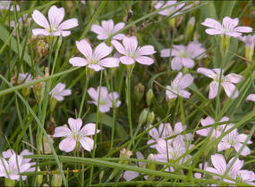 Hvozdíček lomikamenovitý - Petrorhagia saxifraga