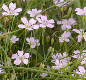 Hvozdíček lomikamenovitý - Petrorhagia saxifraga