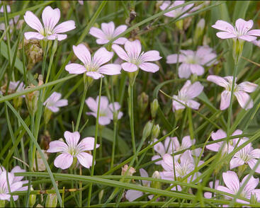 Hvozdíček lomikamenovitý