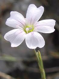 Hvozdíček lomikamenovitý - Petrorhagia saxifraga