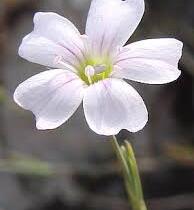 Hvozdíček lomikamenovitý - Petrorhagia saxifraga