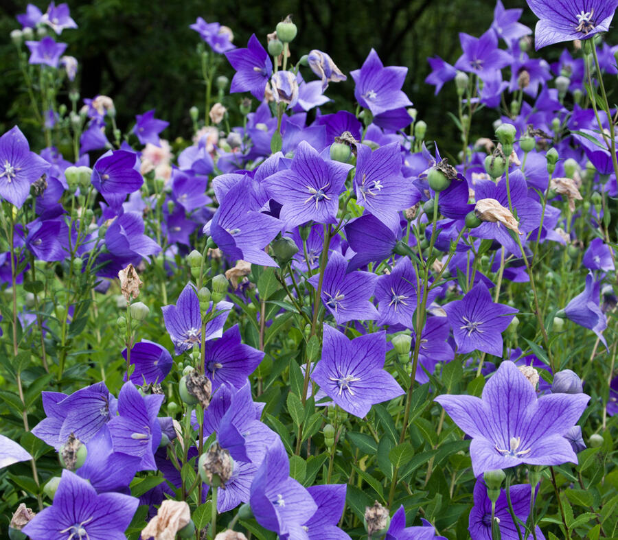 Boubelka 'Codo Blue' - Platycodon grandiflorus 'Codo Blue'