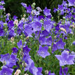 Zvonkovec velkokvětý, boubelka  'Codo Blue' - Platycodon grandiflorus 'Codo Blue'