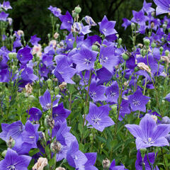 Zvonkovec velkokvětý, boubelka  'Codo Blue' - Platycodon grandiflorus 'Codo Blue'