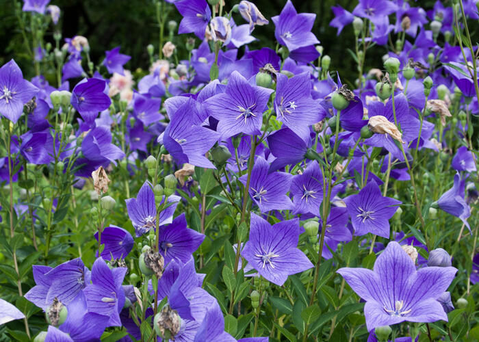 Boubelka 'Codo Blue' - Platycodon grandiflorus 'Codo Blue'