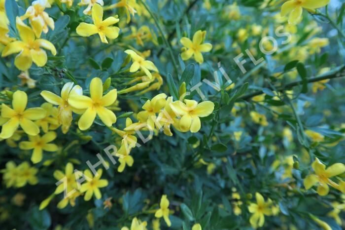 Jasmín křovitý - Jasminum fruticans