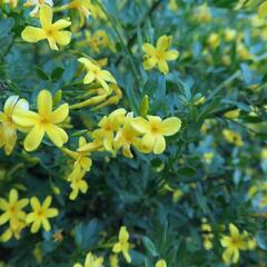 Jasmín křovitý - Jasminum fruticans