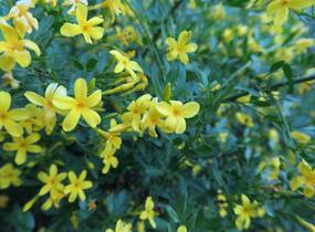 Jasmín křovitý - Jasminum fruticans