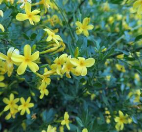 Jasmín křovitý - Jasminum fruticans