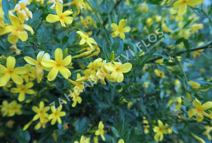 Jasmín křovitý - Jasminum fruticans