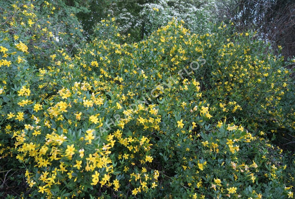 Jasmín křovitý - Jasminum fruticans