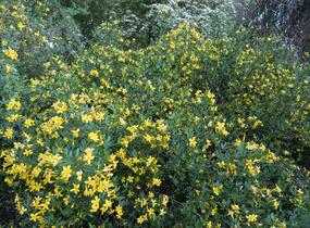Jasmín křovitý - Jasminum fruticans
