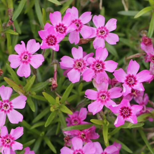 Plamenka šídlovitá 'Zwergenteppich' - Phlox subulata 'Zwergenteppich'