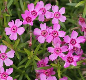 Plamenka šídlovitá 'Zwergenteppich' - Phlox subulata 'Zwergenteppich'