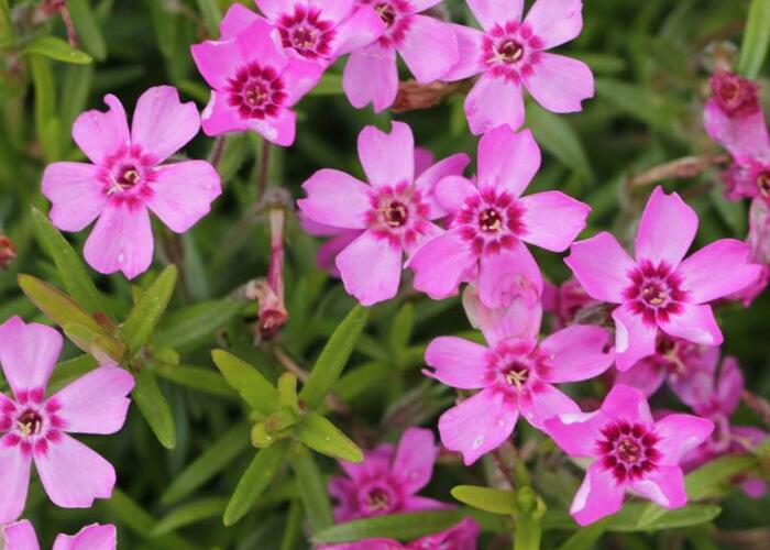 Plamenka šídlovitá 'Zwergenteppich' - Phlox subulata 'Zwergenteppich'