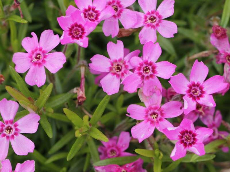 Plamenka šídlovitá 'Zwergenteppich' - Phlox subulata 'Zwergenteppich'