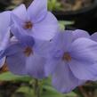 Plamenka 'Blue Ridge' - Phlox stolonifera 'Blue Ridge'