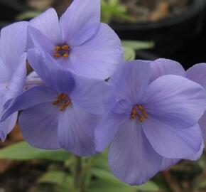 Plamenka 'Blue Ridge' - Phlox stolonifera 'Blue Ridge'