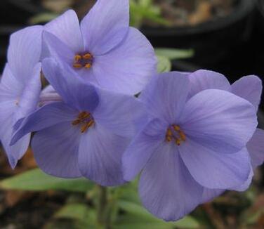 Plamenka výběžkatá 'Blue Ridge' - Phlox stolonifera 'Blue Ridge'