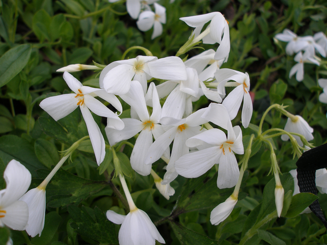 Plamenka 'Ariane' - Phlox stolonifera 'Ariane'