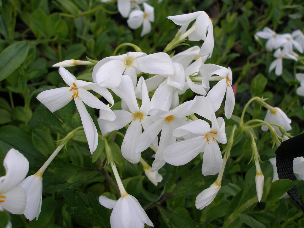 Plamenka výběžkatá 'Ariane' - Phlox stolonifera 'Ariane'