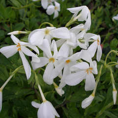 Plamenka 'Ariane' - Phlox stolonifera 'Ariane'