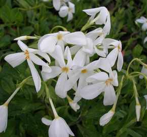 Plamenka 'Ariane' - Phlox stolonifera 'Ariane'