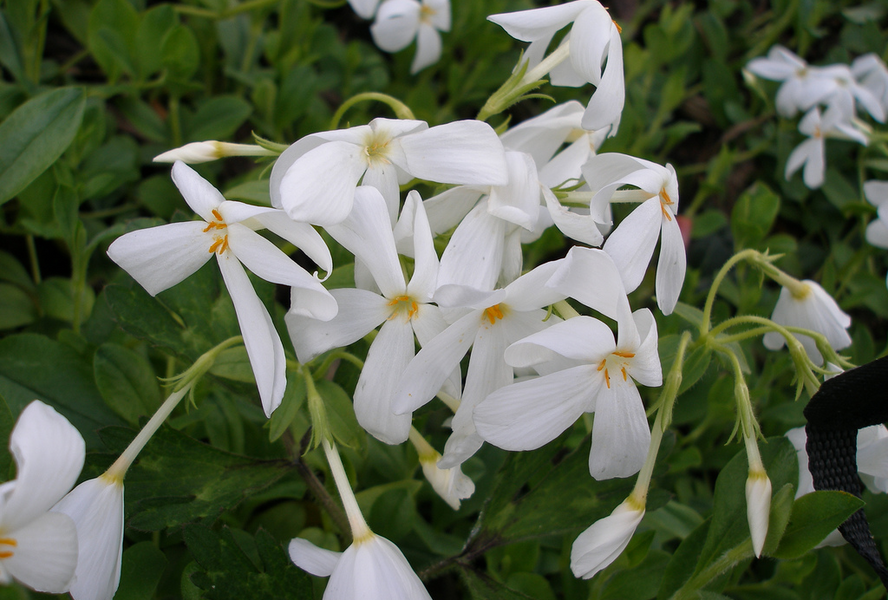 Plamenka výběžkatá 'Ariane' - Phlox stolonifera 'Ariane'