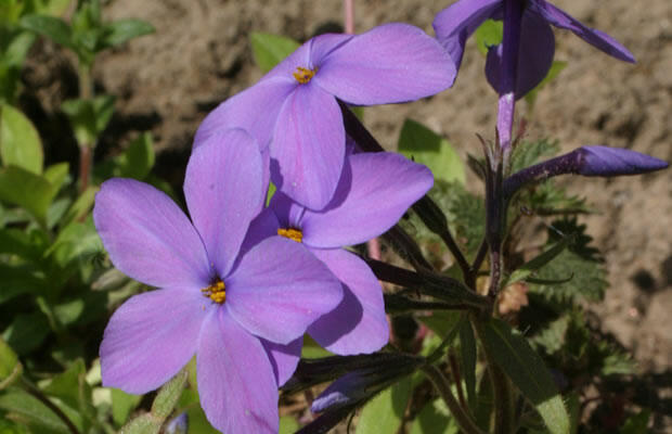 Plamenka 'Purpurea' - Phlox stolonifera 'Purpurea'