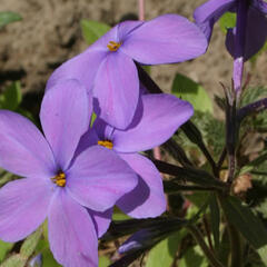 Plamenka 'Purpurea' - Phlox stolonifera 'Purpurea'