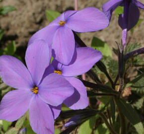 Plamenka 'Purpurea' - Phlox stolonifera 'Purpurea'