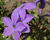 Plamenka výběžkatá 'Purpurea'