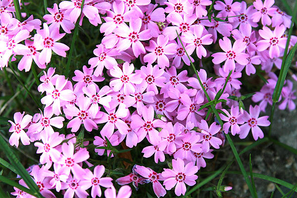 Plamenka 'Rosette' - Phlox kelseyi 'Rosette'