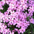 Plamenka 'Rosette' - Phlox kelseyi 'Rosette'